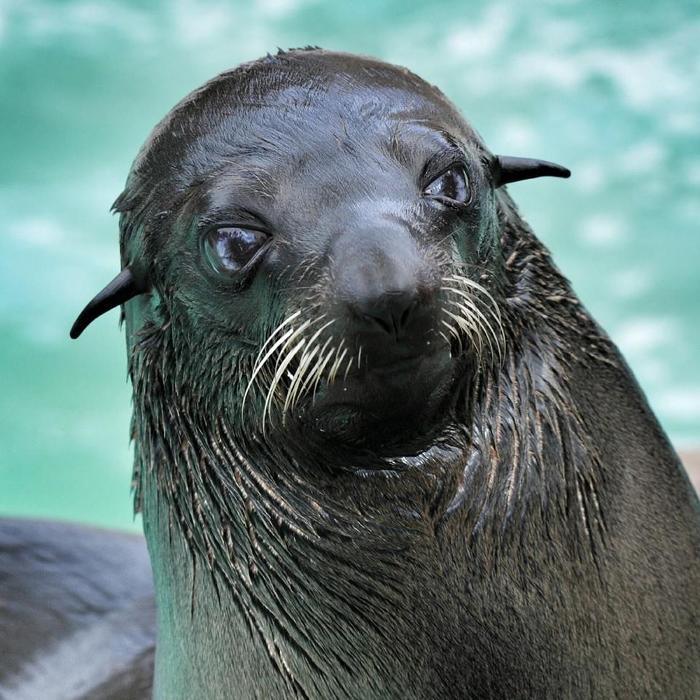 귀여운 짓은 물범이 하는데 칭찬은 물개가 받더라긔 | 인스티즈