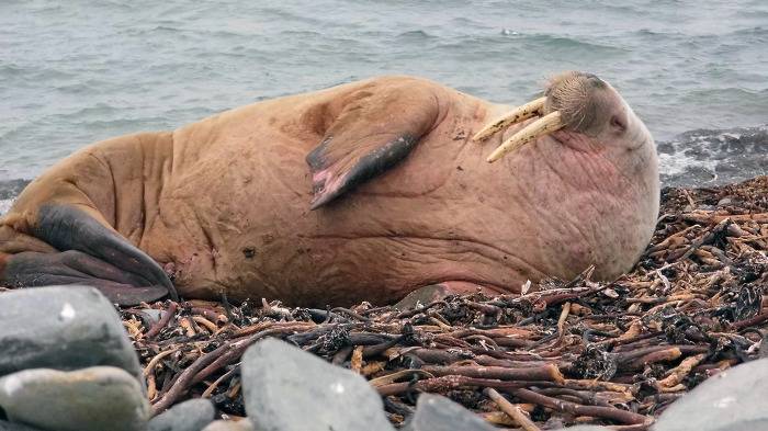 귀여운 짓은 물범이 하는데 칭찬은 물개가 받더라긔 | 인스티즈