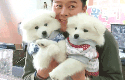 [마리와나] 진심 인형인줄 알았던 사모예드 4남매.gif | 인스티즈