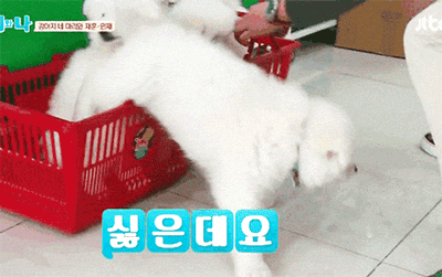 [마리와나] 진심 인형인줄 알았던 사모예드 4남매.gif | 인스티즈