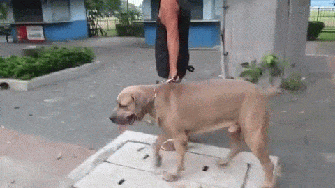 입마개를 안 한 대형견으로부터 새끼를 보호하는 고양이 | 인스티즈