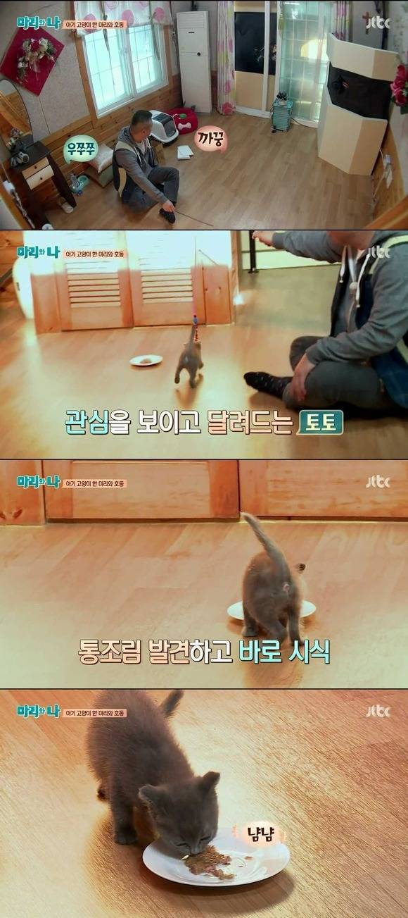 [마리와나] 케미가 냥냥 터지는 강호동과 새끼 고양이 토토.jpg | 인스티즈