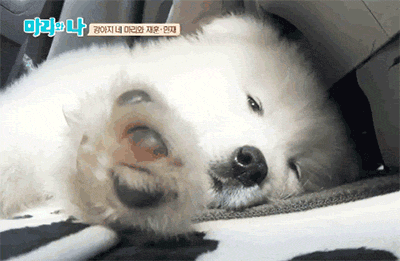 [마리와나] 진심 인형인줄 알았던 사모예드 4남매.gif | 인스티즈