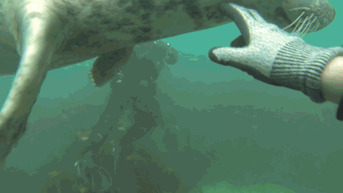 귀여운 짓은 물범이 하는데 칭찬은 물개가 받더라긔 | 인스티즈