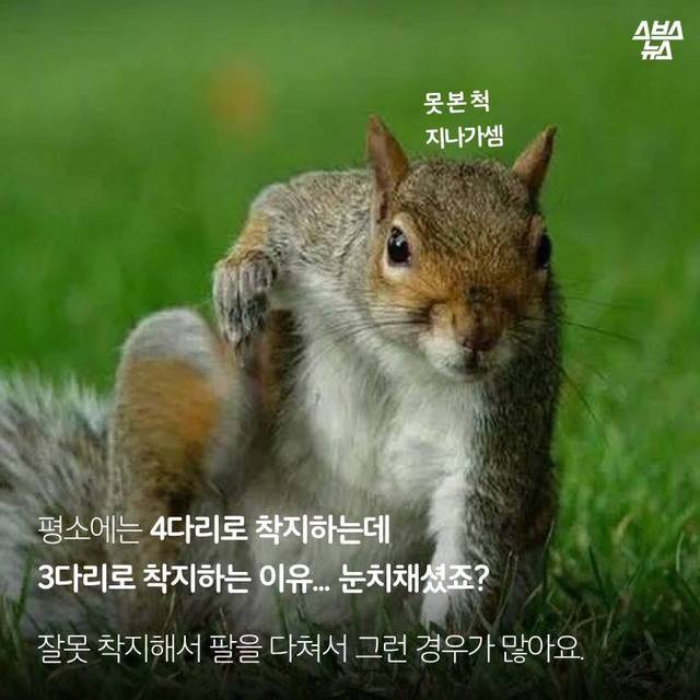 다람쥐 마블설의 진실 (feat.귀여움 뒤에 숨은 안타까운 사연ㅠㅠ) | 인스티즈