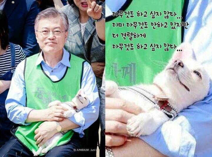 문재인 마약방석에서 극락 맛 본 댕댕이가 곧 입양된다는 기쁜소식!!!! | 인스티즈