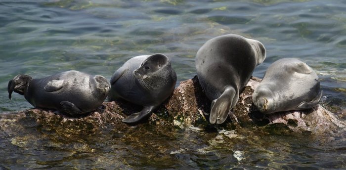 귀여운 짓은 물범이 하는데 칭찬은 물개가 받더라긔 | 인스티즈