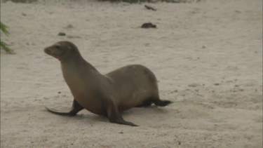 귀여운 짓은 물범이 하는데 칭찬은 물개가 받더라긔 | 인스티즈