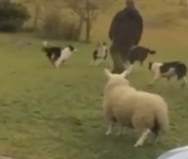 서로 다른 종의 동물을 같이 키웠을때 생길수있는일.gif | 인스티즈