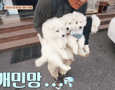 [마리와나] 진심 인형인줄 알았던 사모예드 4남매.gif | 인스티즈