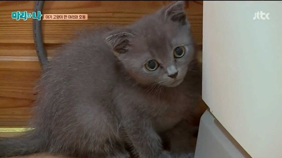 [마리와나] 케미가 냥냥 터지는 강호동과 새끼 고양이 토토.jpg | 인스티즈