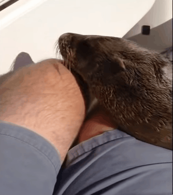 귀여운 짓은 물범이 하는데 칭찬은 물개가 받더라긔 | 인스티즈