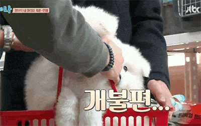 [마리와나] 진심 인형인줄 알았던 사모예드 4남매.gif | 인스티즈