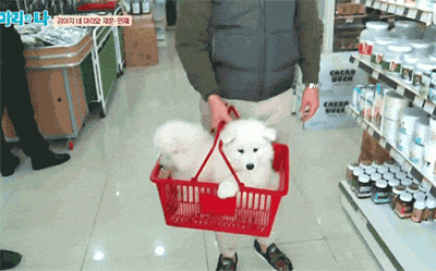 [마리와나] 진심 인형인줄 알았던 사모예드 4남매.gif | 인스티즈