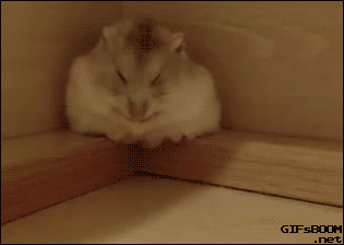 [햄스터] 햄스터.gif (데이터 주의) | 인스티즈