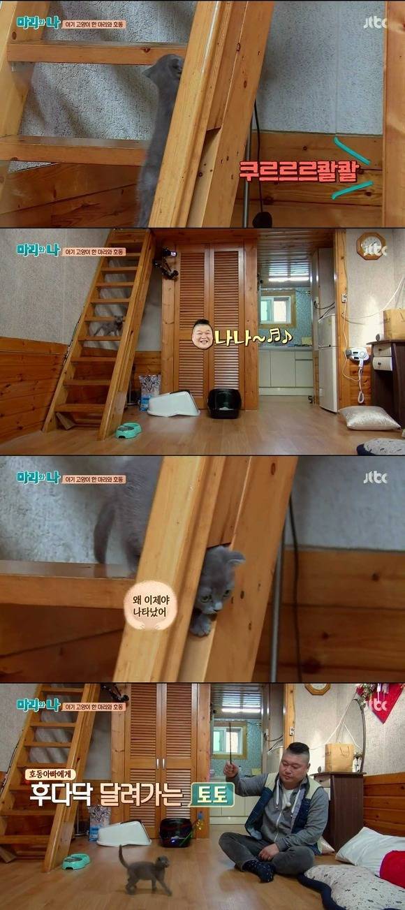 [마리와나] 케미가 냥냥 터지는 강호동과 새끼 고양이 토토.jpg | 인스티즈