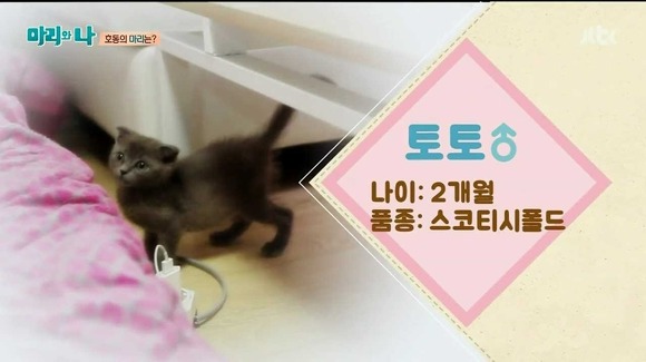 [마리와나] 케미가 냥냥 터지는 강호동과 새끼 고양이 토토.jpg | 인스티즈