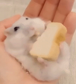 [햄스터] 햄스터.gif (데이터 주의) | 인스티즈