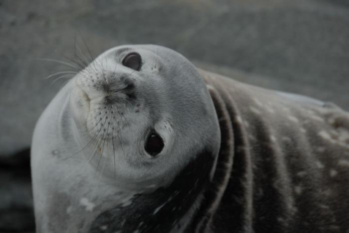 귀여운 짓은 물범이 하는데 칭찬은 물개가 받더라긔 | 인스티즈