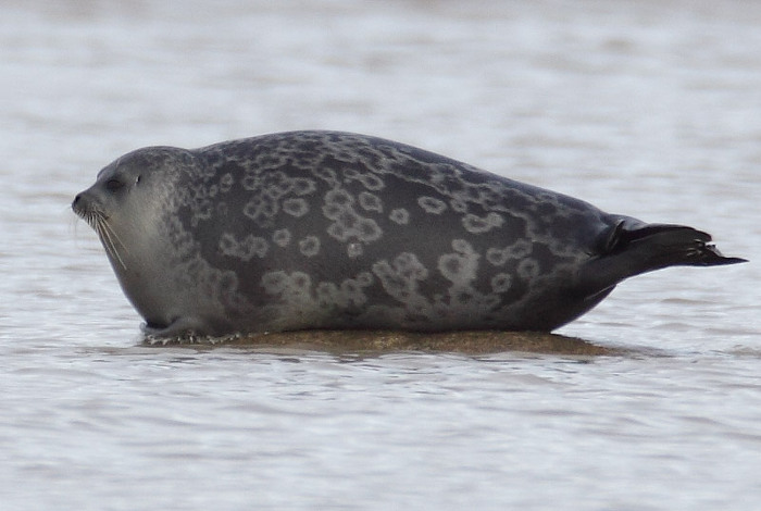 귀여운 짓은 물범이 하는데 칭찬은 물개가 받더라긔 | 인스티즈