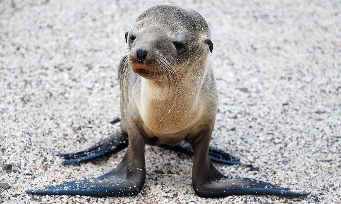 귀여운 짓은 물범이 하는데 칭찬은 물개가 받더라긔 | 인스티즈