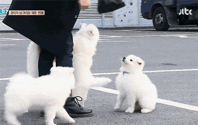 [마리와나] 진심 인형인줄 알았던 사모예드 4남매.gif | 인스티즈