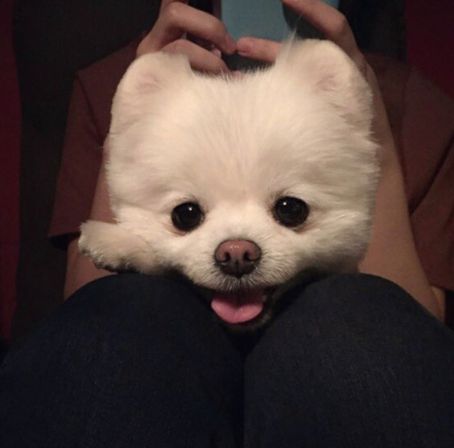 강아지.gif (심장주의) | 인스티즈