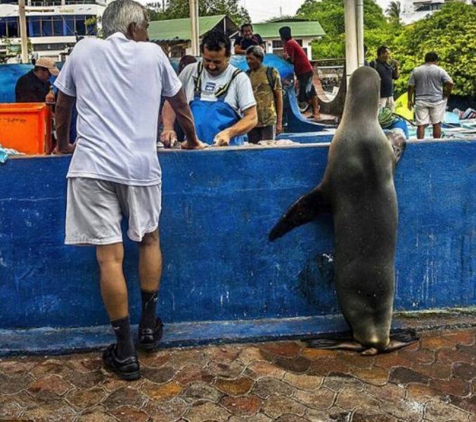 귀여운 짓은 물범이 하는데 칭찬은 물개가 받더라긔 | 인스티즈