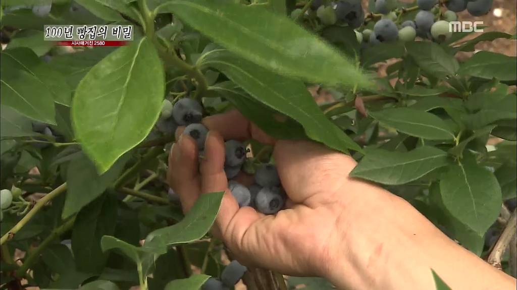 [시사매거진2580] 100년 빵집의 비밀 中 안동 맘모스 제과점 | 인스티즈