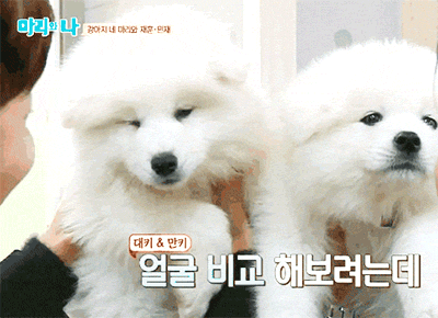 [마리와나] 진심 인형인줄 알았던 사모예드 4남매.gif | 인스티즈