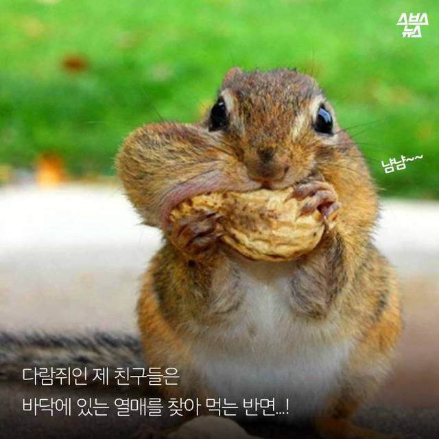 다람쥐 마블설의 진실 (feat.귀여움 뒤에 숨은 안타까운 사연ㅠㅠ) | 인스티즈