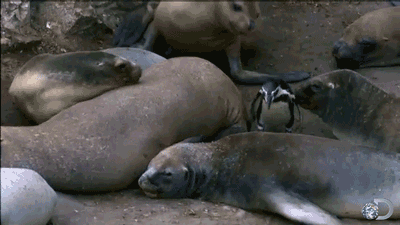 귀여운 짓은 물범이 하는데 칭찬은 물개가 받더라긔 | 인스티즈