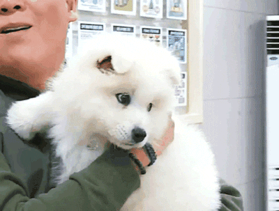 [마리와나] 진심 인형인줄 알았던 사모예드 4남매.gif | 인스티즈