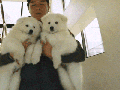 [마리와나] 진심 인형인줄 알았던 사모예드 4남매.gif | 인스티즈