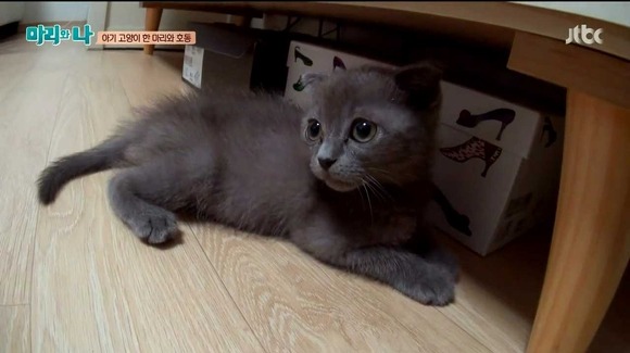 [마리와나] 케미가 냥냥 터지는 강호동과 새끼 고양이 토토.jpg | 인스티즈