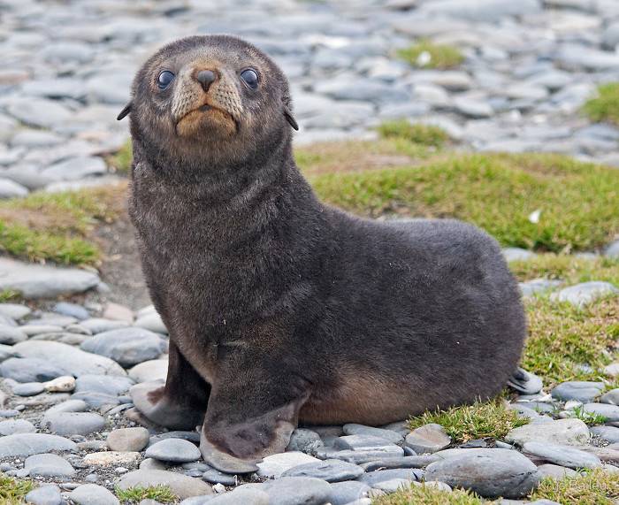 귀여운 짓은 물범이 하는데 칭찬은 물개가 받더라긔 | 인스티즈