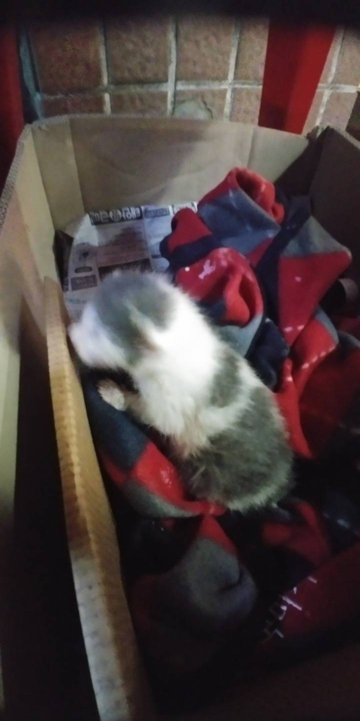 새끼고양이 키우실분 계신가요? ㅠㅡㅠ | 인스티즈