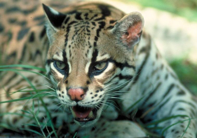 야생 고양이라고 하는데 맹수과로 지정되서 못키운다는 오셀롯 | 인스티즈