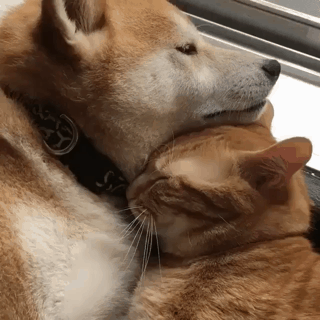 사이 좋은 시바와 냥이.gif | 인스티즈