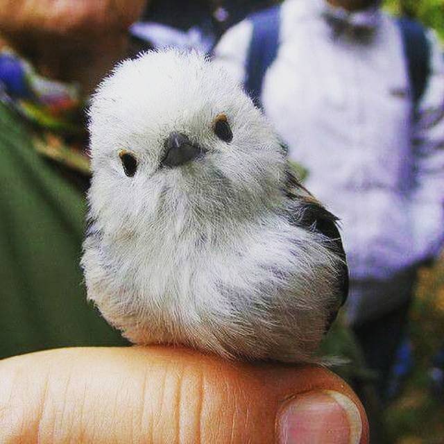우리나라에만 사는 새 | 인스티즈