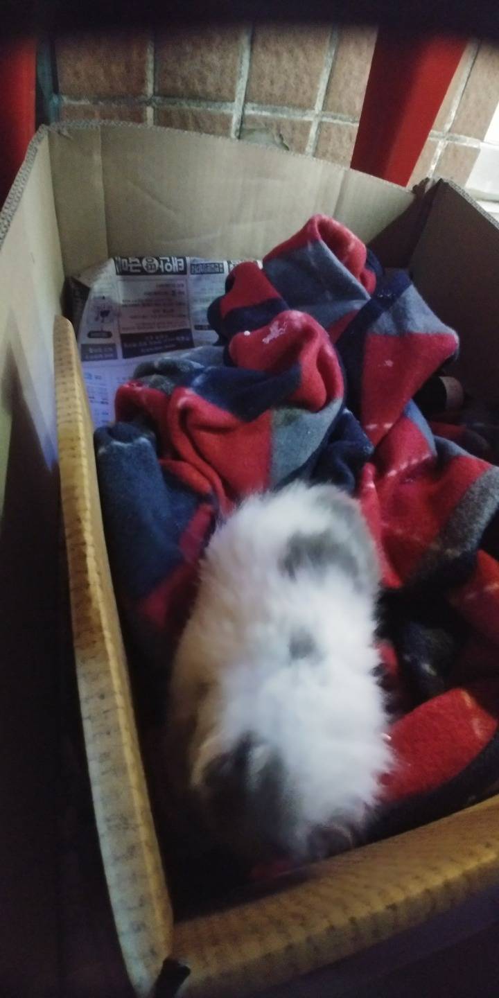 새끼고양이 키우실분 계신가요? ㅠㅡㅠ | 인스티즈