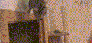 바보 냥청이들.gif | 인스티즈