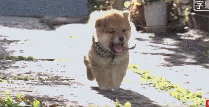 일본 교양 프로그램 마스코트인 애기 시바견ㅠㅠ.gif | 인스티즈