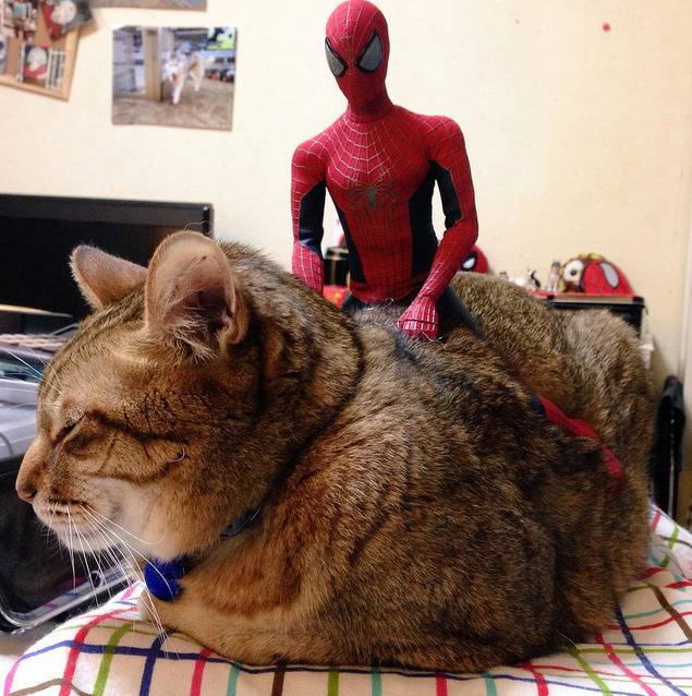 스파이더맨과 고양이의 하루 | 인스티즈
