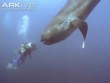 메가마우스 상어 | 인스티즈