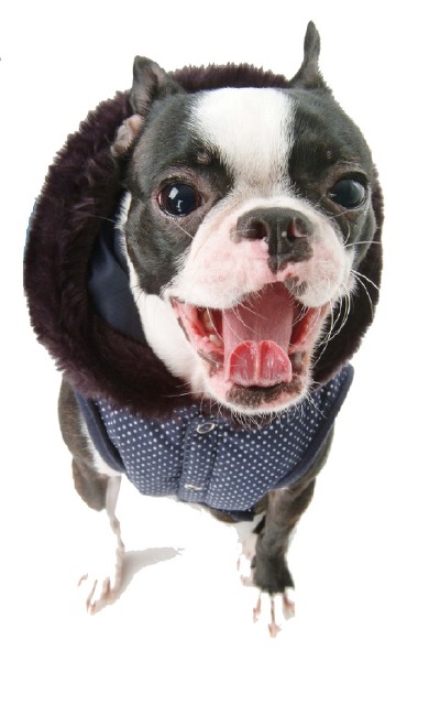 견종 이야기 - 보스턴 테리어 | 인스티즈