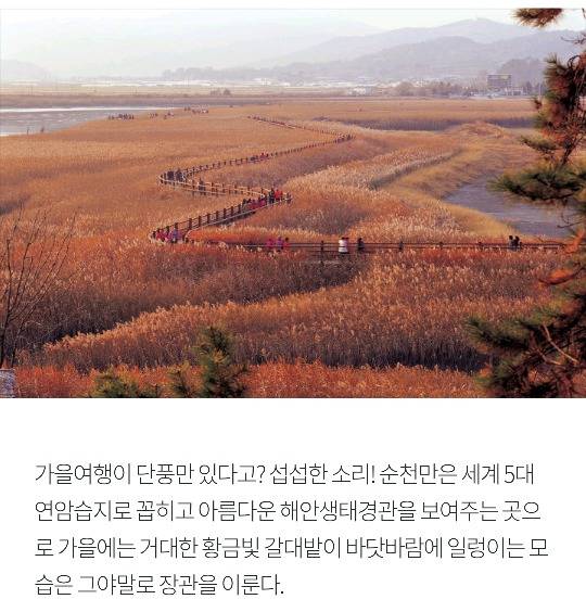 [국내여행] 가을가을한 국내 낭만 여행지 BEST 5 | 인스티즈