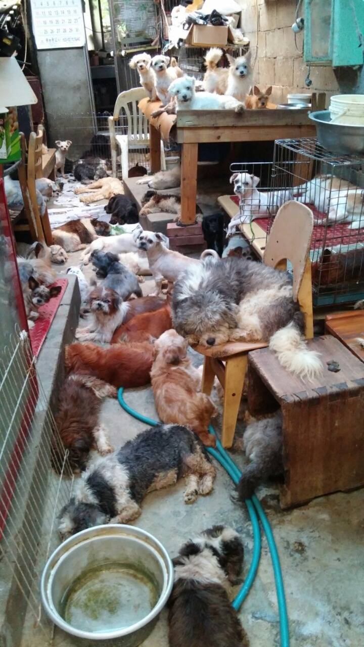 경남 진해 유기견행복의집이 태풍으로 폐허가 됐어요..하지만 이곳은 봉사조차 갈수 없는 곳이에요.. | 인스티즈