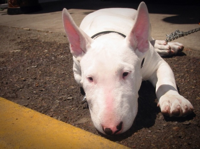 견종 이야기 - 불 테리어 | 인스티즈