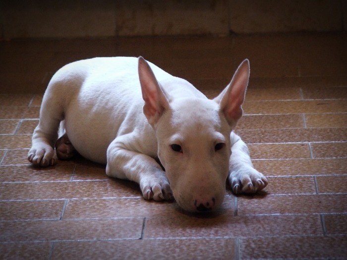 견종 이야기 - 불 테리어 | 인스티즈